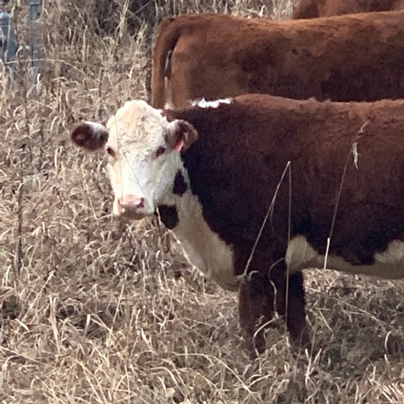 Mike and Kim welcome you to West Virginia Threads - Picture 2 of 16